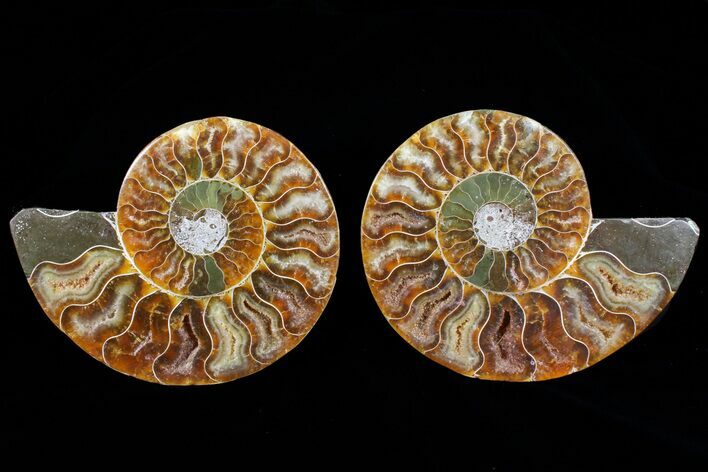 Cut & Polished Ammonite Fossil - Agatized #72928